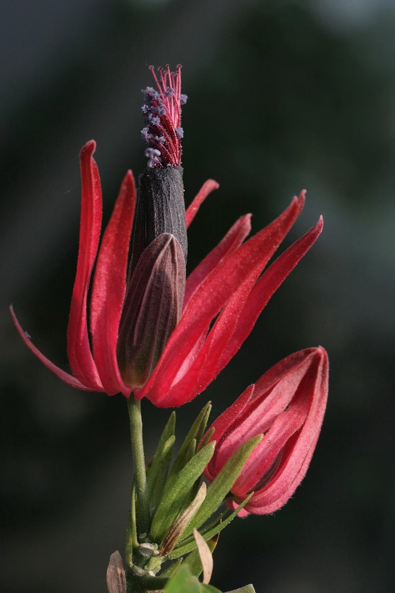 Mystical Blossom