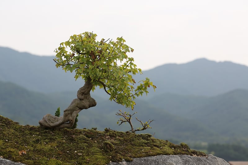 Mystical Bonsai
